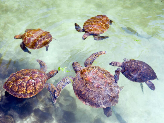 Tartarughe a Zanzibar